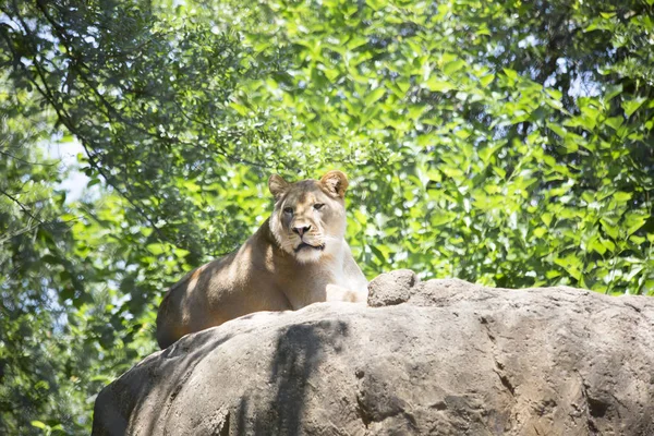 Bir Lionesses yakın çekim