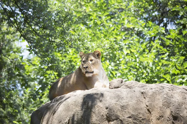 Close Up van een Lionesses — Stockfoto