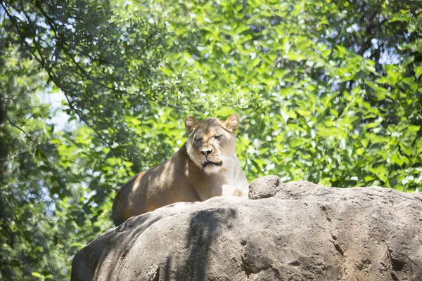 Bir Lionesses yakın çekim