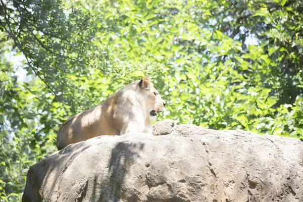 Close-Up de um leoas — Fotografia de Stock