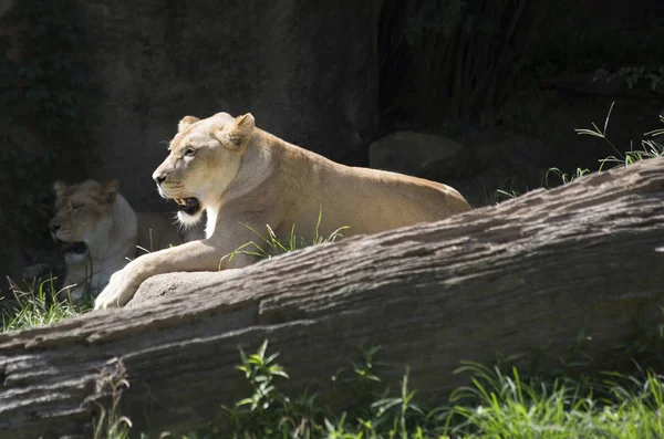 Bir Lionesses yakın çekim