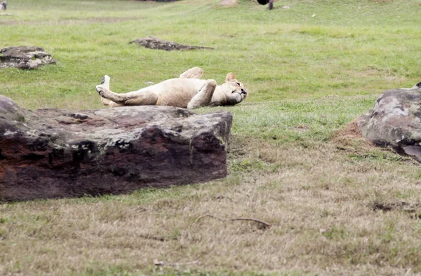 Löwin in verwundbarer Lage — Stockfoto