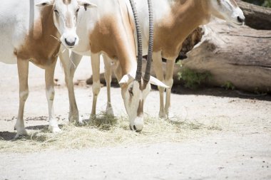 Pala antilop sürüsü