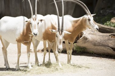 Pala antilop sürüsü