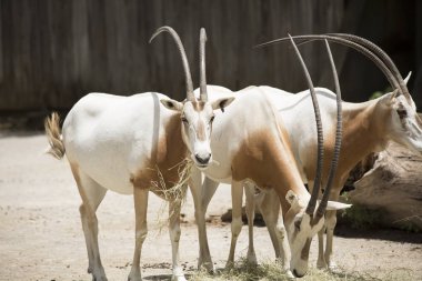 Pala antilop sürüsü