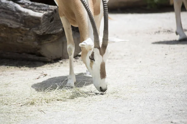 Detailní záběr z Scimitar Oryx — Stock fotografie