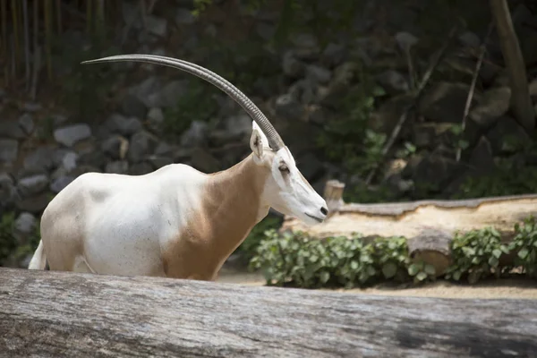 Zbliżenie na Scimitar Oryx — Zdjęcie stockowe