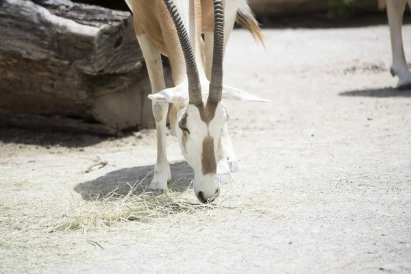 Gros plan d'un Scimitar Oryx — Photo