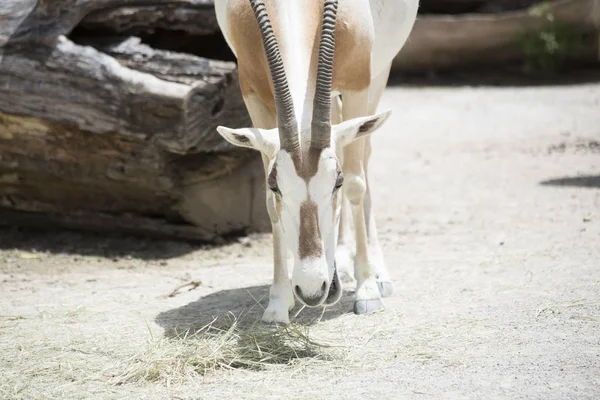 Detailní záběr z Scimitar Oryx — Stock fotografie