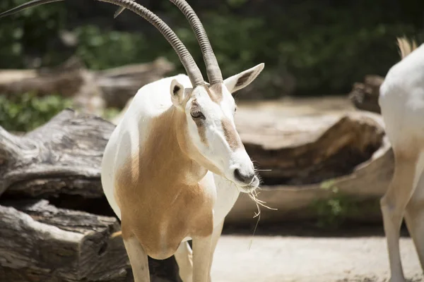 Detailní záběr z Scimitar Oryx — Stock fotografie