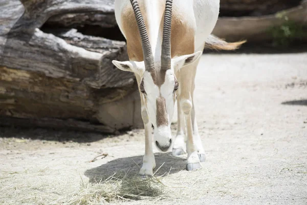 Κοντινό πλάνο του Oryx ένα γιαταγάνι — Φωτογραφία Αρχείου