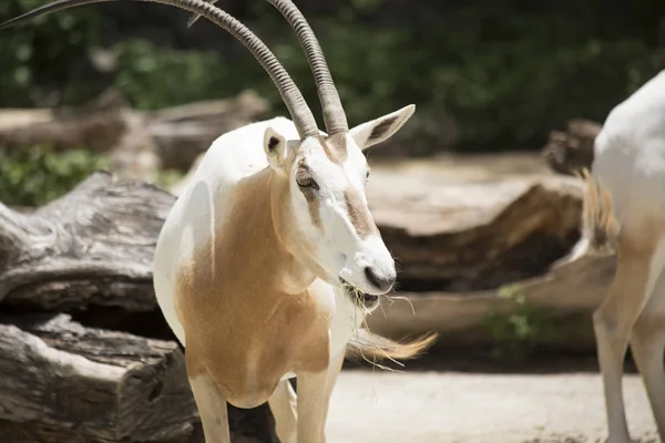 Detailní záběr z Scimitar Oryx — Stock fotografie