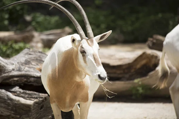 Detailní záběr z Scimitar Oryx — Stock fotografie