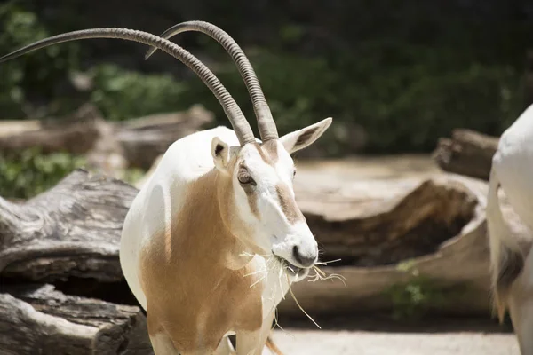 Detailní záběr z Scimitar Oryx — Stock fotografie