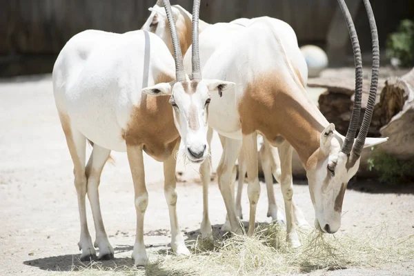 Αγέλη του Oryx γιαταγάνι — Φωτογραφία Αρχείου