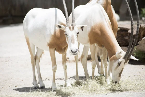 Αγέλη του Oryx γιαταγάνι — Φωτογραφία Αρχείου