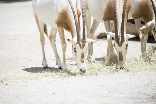 Manada de cimitarra Oryx —  Fotos de Stock