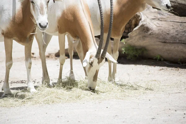 Stádo Scimitar Oryx — Stock fotografie