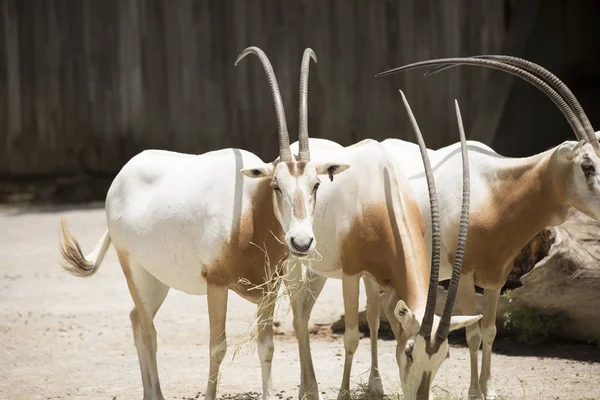 Αγέλη του Oryx γιαταγάνι — Φωτογραφία Αρχείου