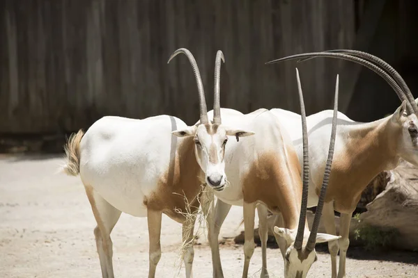 Stádo Scimitar Oryx — Stock fotografie