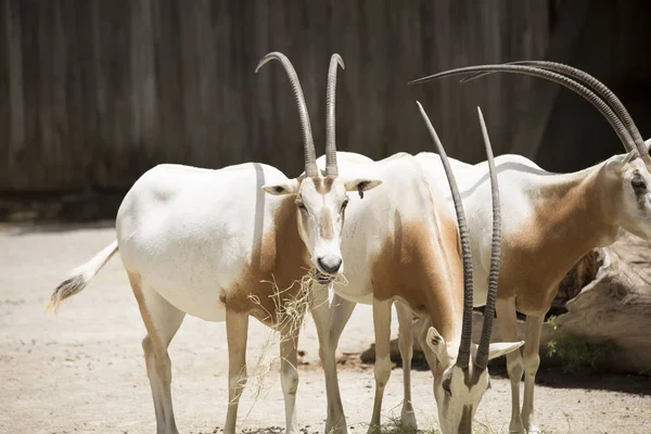 Αγέλη του Oryx γιαταγάνι — Φωτογραφία Αρχείου