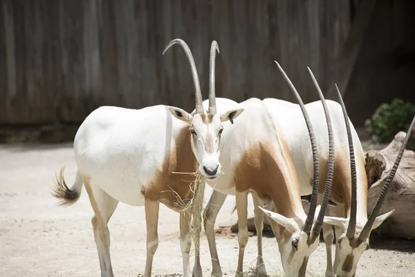 Γιαταγάνι Oryx τρώει σανό — Φωτογραφία Αρχείου