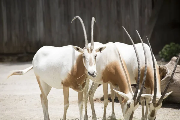 Scimitar Oryx jíst seno — Stock fotografie