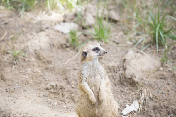 Primer plano de un suricata — Foto de Stock