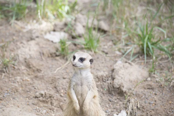 Gros plan d'une suricate — Photo