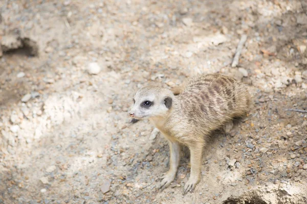 Primo piano di un suricato — Foto Stock