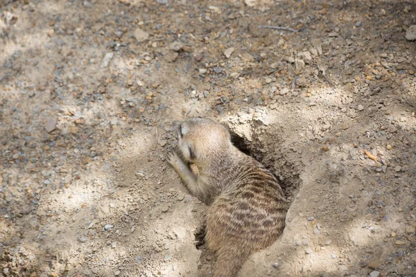 Meerkat in una tana parzialmente scavata — Foto Stock