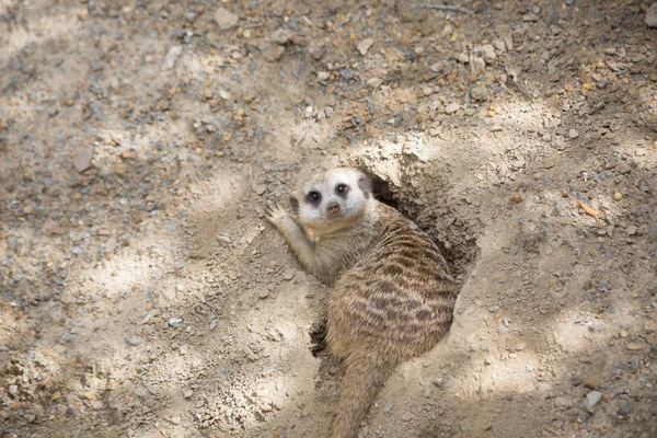 Meerkat in una tana parzialmente scavata — Foto Stock