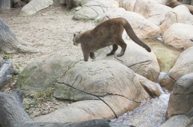Dağ aslanı (Puma concolor)