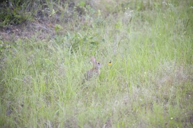 Doğu tavşan tavşan