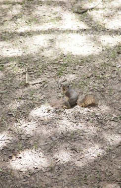 Bir meşe palamudu için kazma sincap