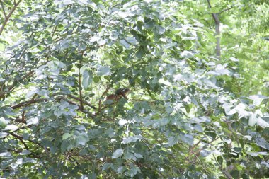 Yeşil yaprakları gizli sincap