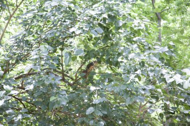 Yeşil yaprakları gizli sincap