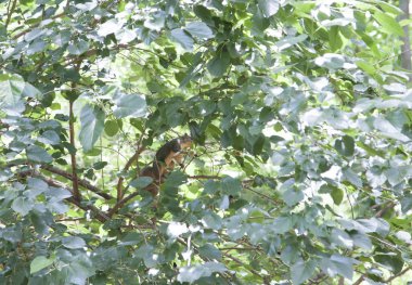 Yeşil yaprakları gizli sincap