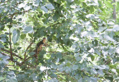 Yeşil yaprakları gizli sincap