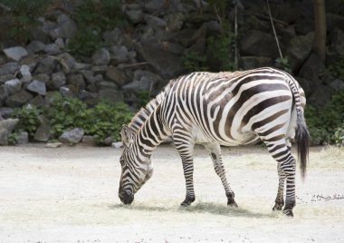 Bir zebraya yaklaş.