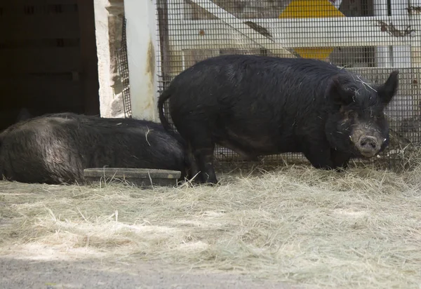 Gros plan d'un porc de ferme — Photo