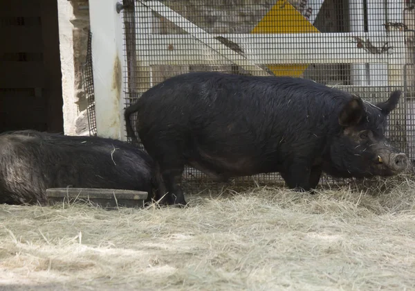 Gros plan d'un porc de ferme — Photo