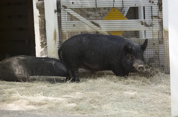 Gros plan d'un porc de ferme — Photo