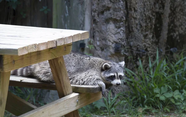 Primer plano de un mapache — Foto de Stock