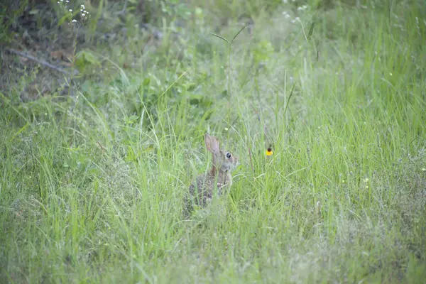 Короткохвостый кролик — стоковое фото