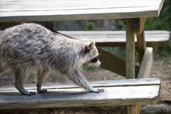 アライグマの閉鎖。 — ストック写真