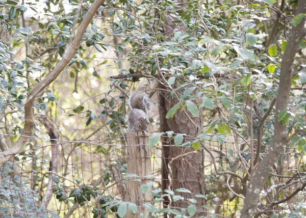 Écureuil gris — Photo