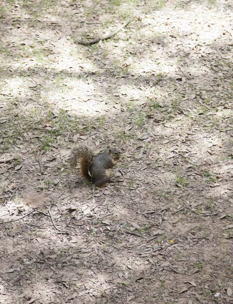 Eichhörnchen gräbt nach einer Eichel — Stockfoto