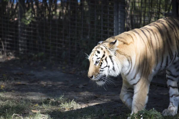 Gros plan d'un tigre du Bengale — Photo