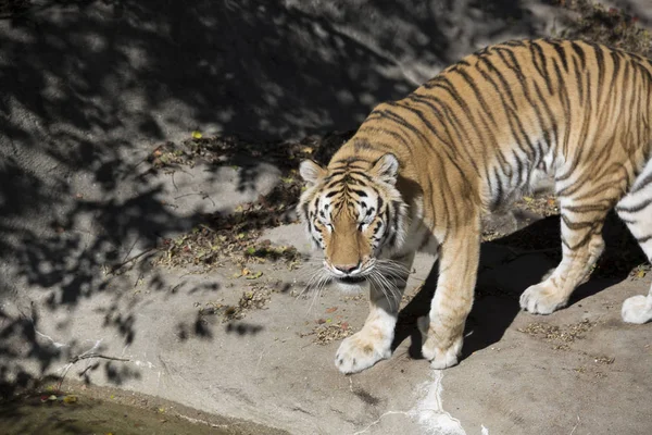 Gros plan d'un tigre du Bengale — Photo